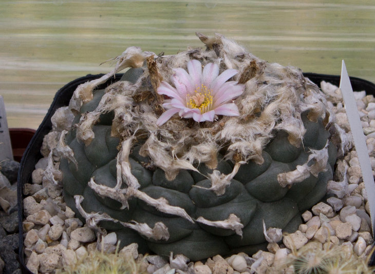 L.williamsii texana_растение от Piltz.jpg