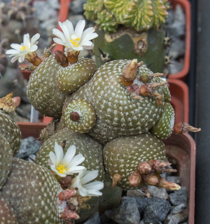 BLOSSFELDIA, KK 2012.jpg