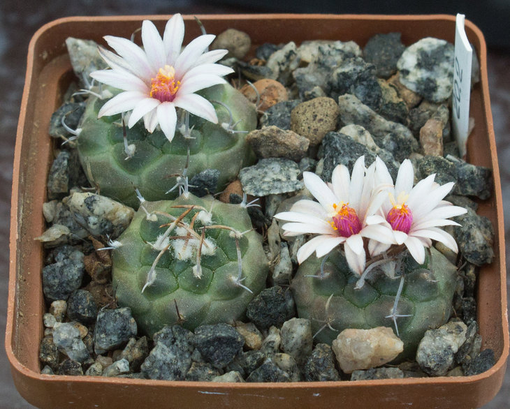 TURBINICARPUS bonatzii.jpg