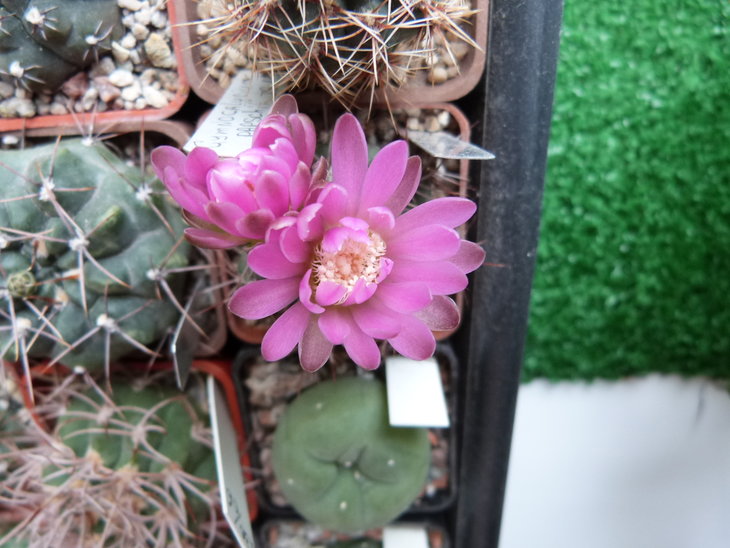 Gymnocalycium neuhuberi