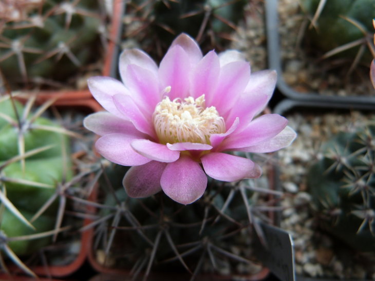 Gymnocalycium  heidiae