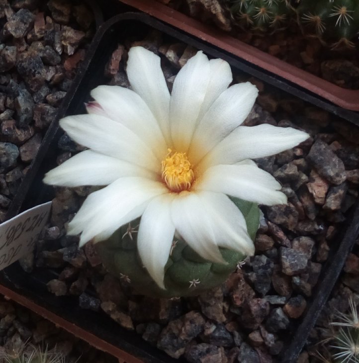 Strombocactus disciformis MZ586