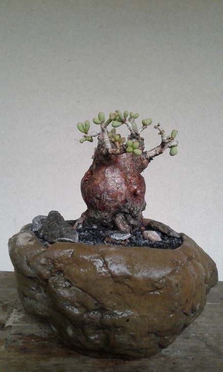 Ceraria pygmaea