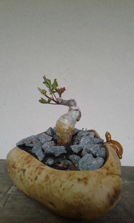 Commiphora abyssinica