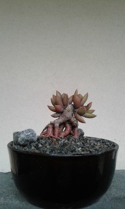 Anacampseros lanceolata