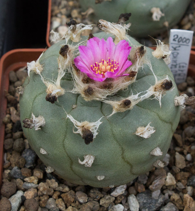 Lophophora_jordaniana.jpg