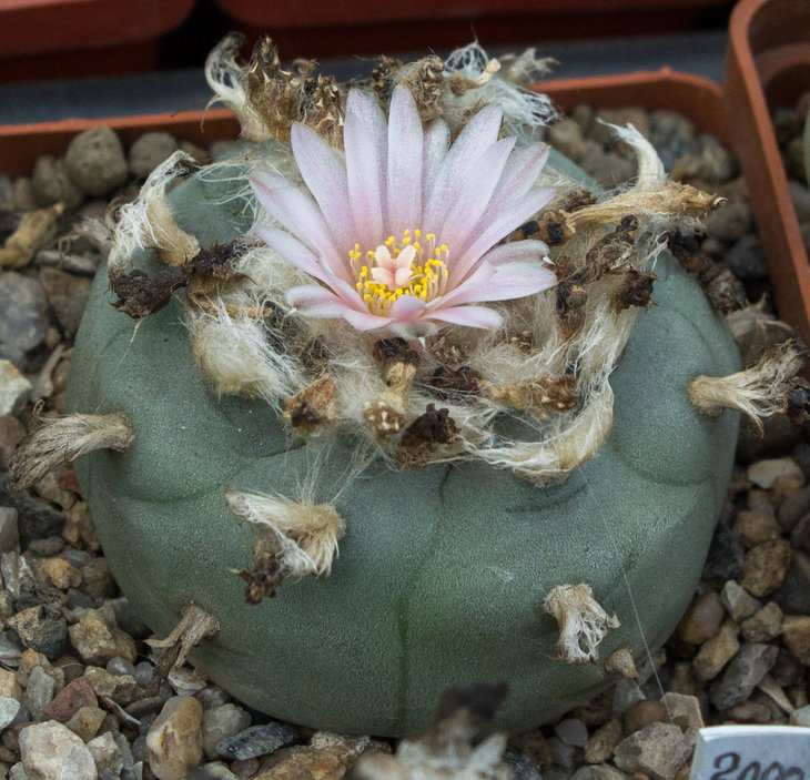 Lophophora_williamsii.jpg