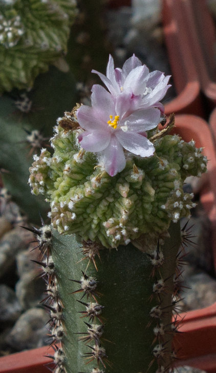 AZTEKIUM_ritterii_Piltz (1982)