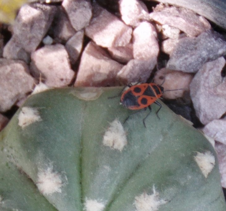 PICT0004.JPG