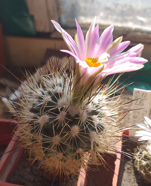 Gymnocactus beguinii ssp. senilis v. francii MZ 0197