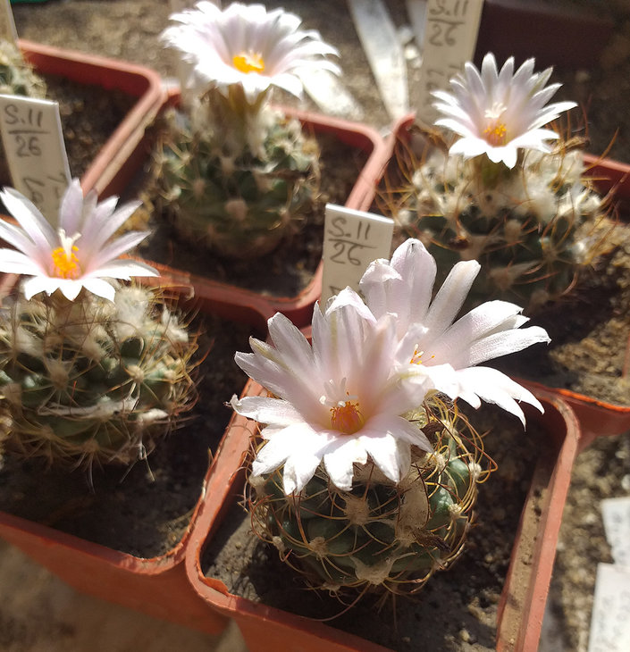 Turbinicarpus lauii