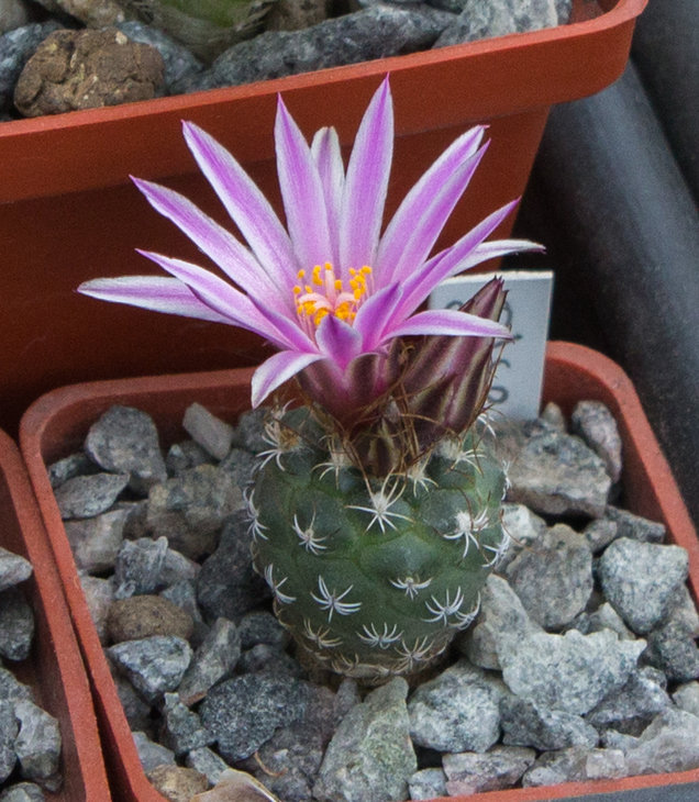 Turbinicarpus pseudomacrochele TCG 5004 Cardenal.jpg