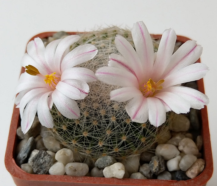 Mammillaria lenta