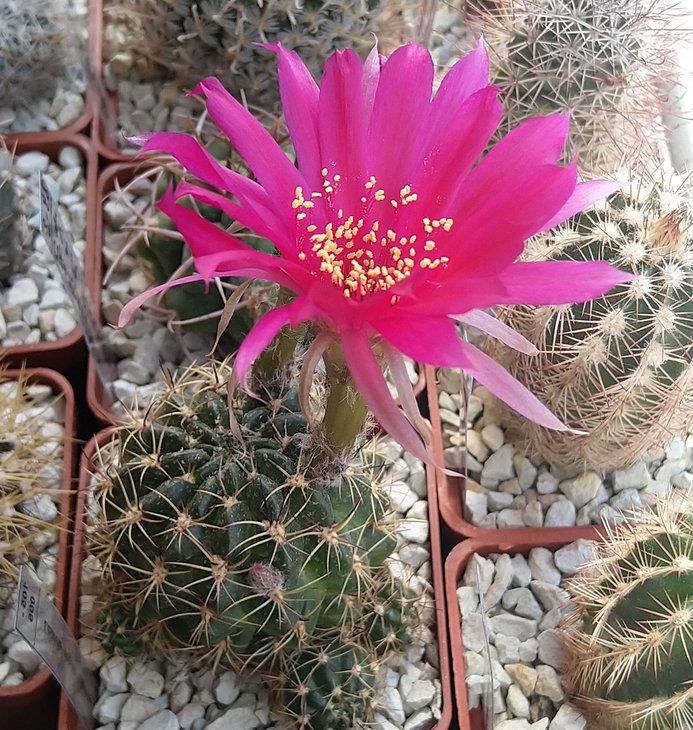 Lobivia tiegeliana var. pusilla