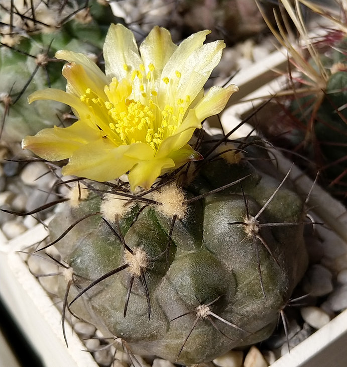 Copiapoa montana, 5km North of Taltal