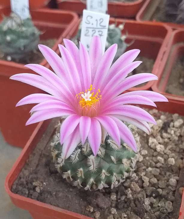 Turbinicarpus pulcherrimus