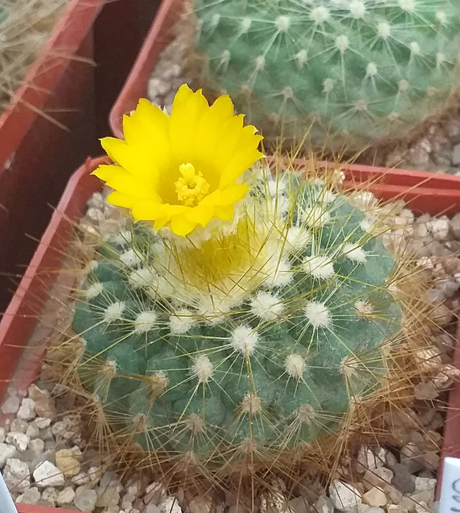 Parodia chrysacanthion