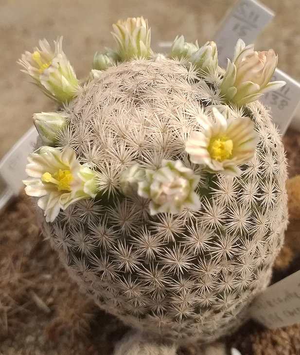 Mammillaria magallanii MG134