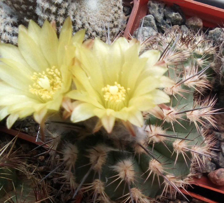 Islaya copiapoides