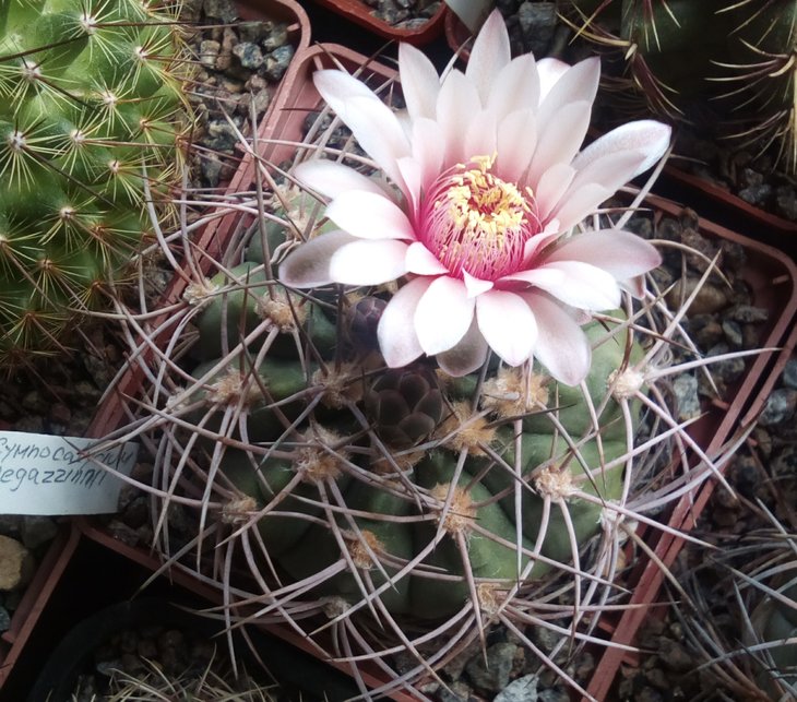 Gymnocalycium  spegazzinii