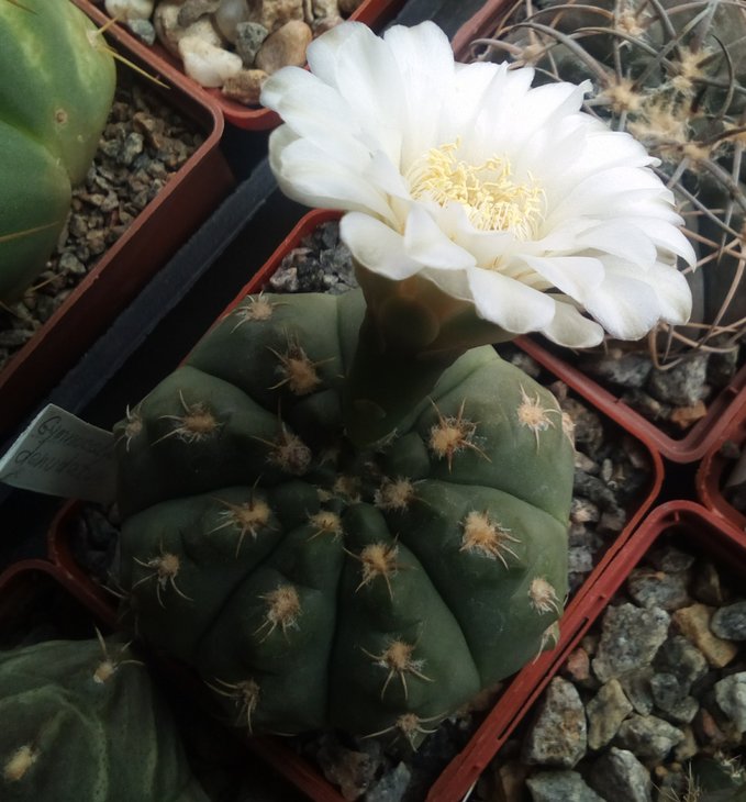 Gymnocalycium denudatum