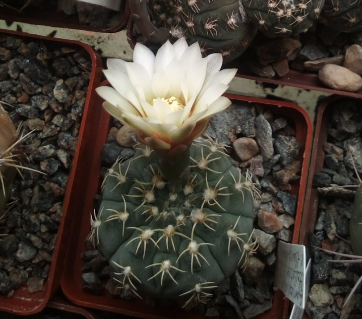 Gymnocalycium stellatum v. flavispinum