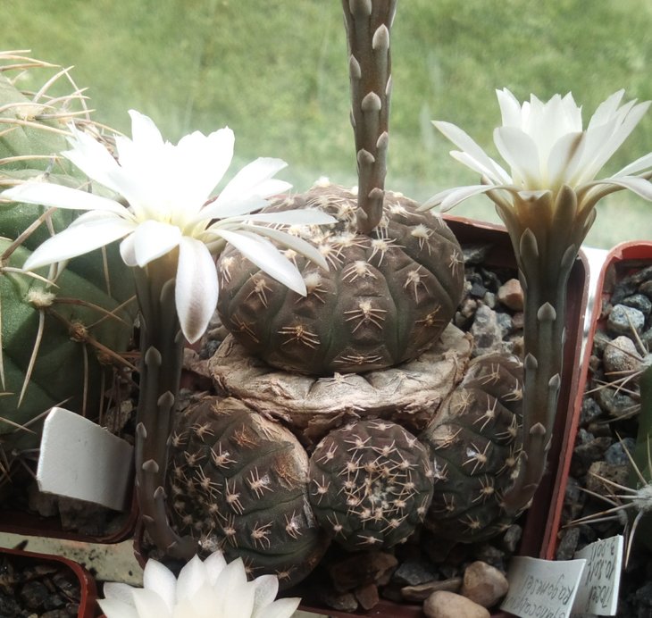 Gymnocalycium ragonesei