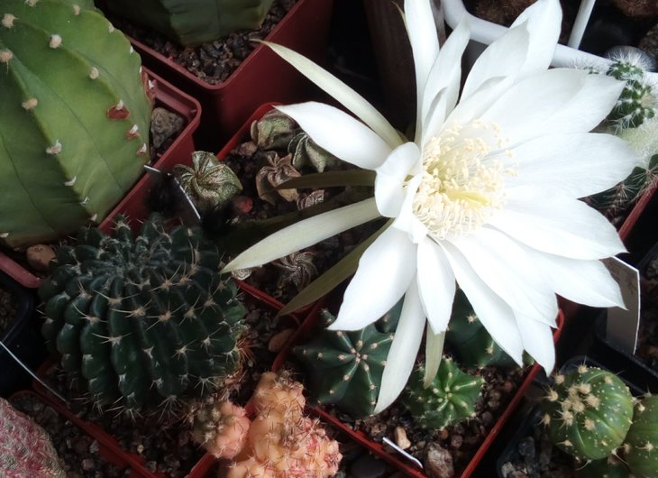 Pseudolobivia (Echinopsis) ancistrophora