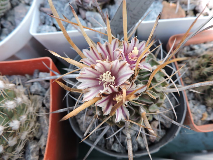 DSCN4382.jpg
