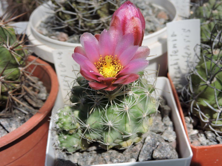 DSCN4400.jpg