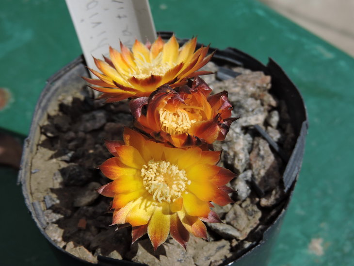 DSCN4559.jpg