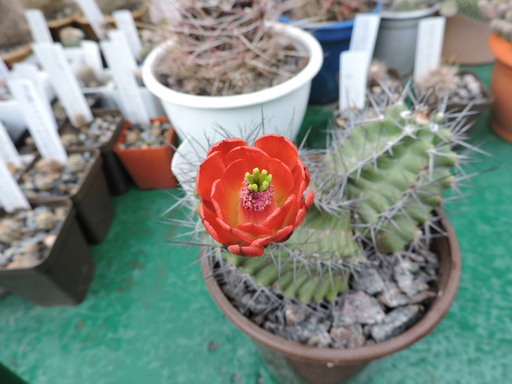 DSCN4614.jpg