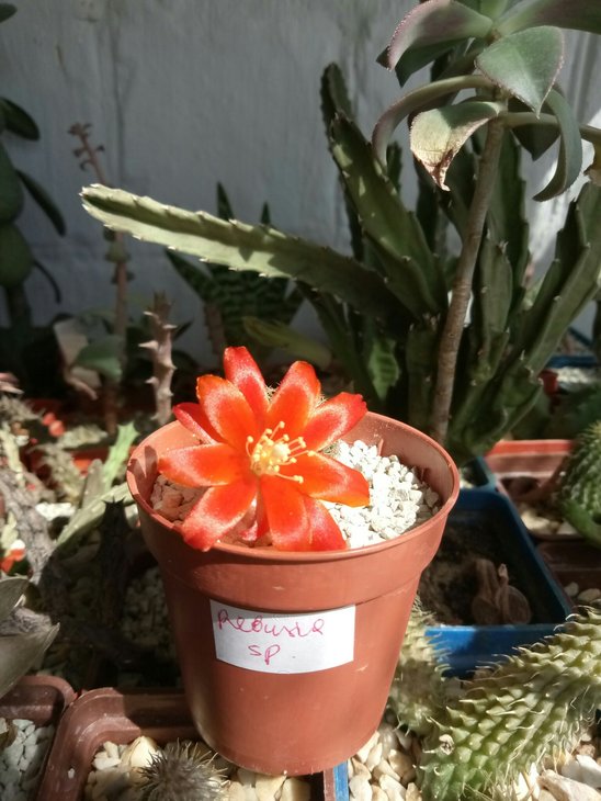Rebutia sp