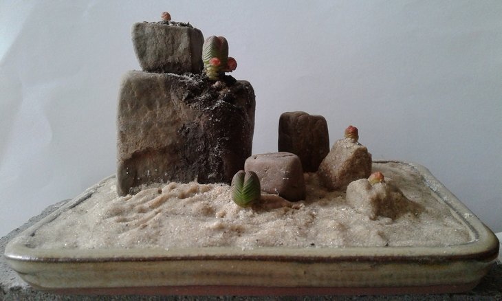 Crassula pyramidalis ( C. quadrangula )