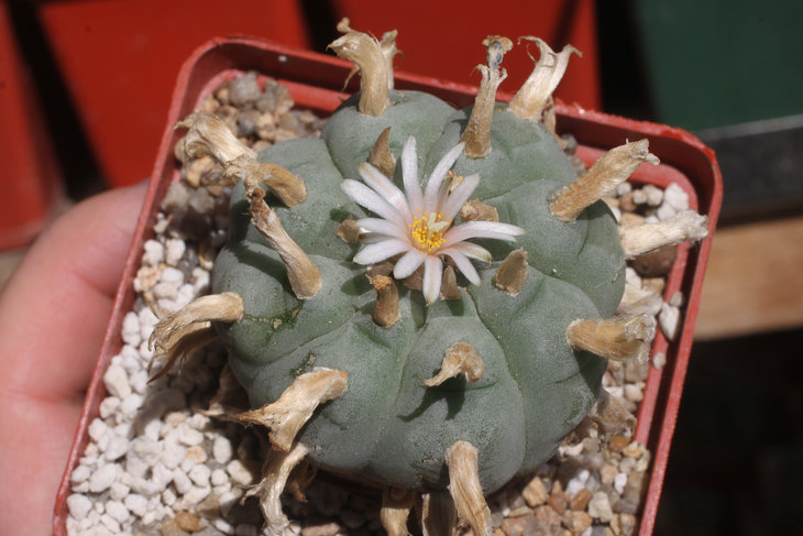 Lophophora williamsii, southern form