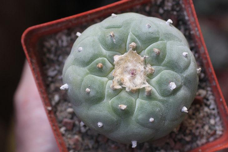 Lophophora fricii