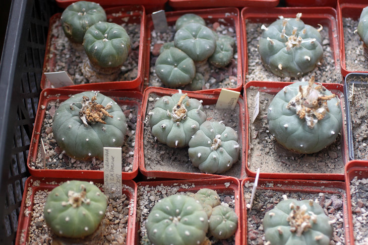 В центре - Lophophora williamsii, La Soledad, Nuevo Leon