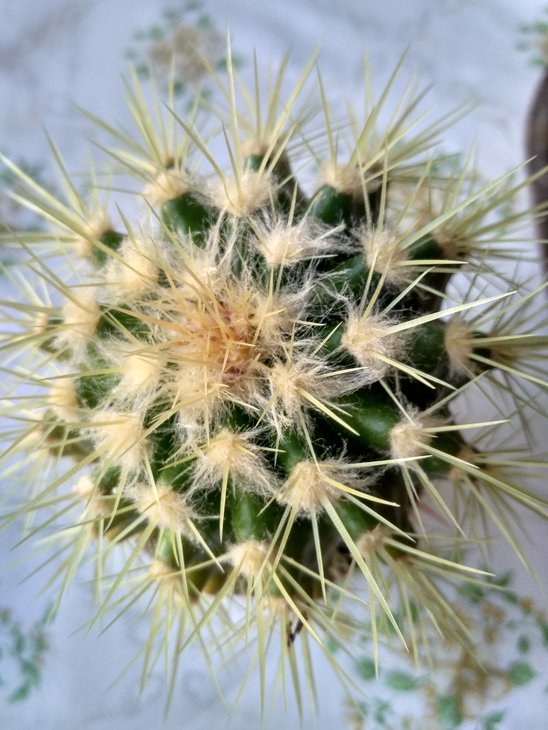 IMG_20200610_065824_HDR.jpg