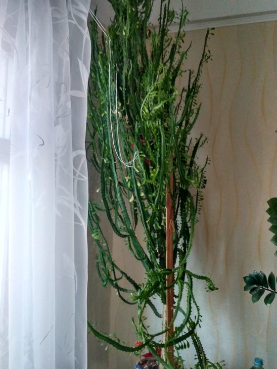 IMG_20200610_070326_HDR.jpg