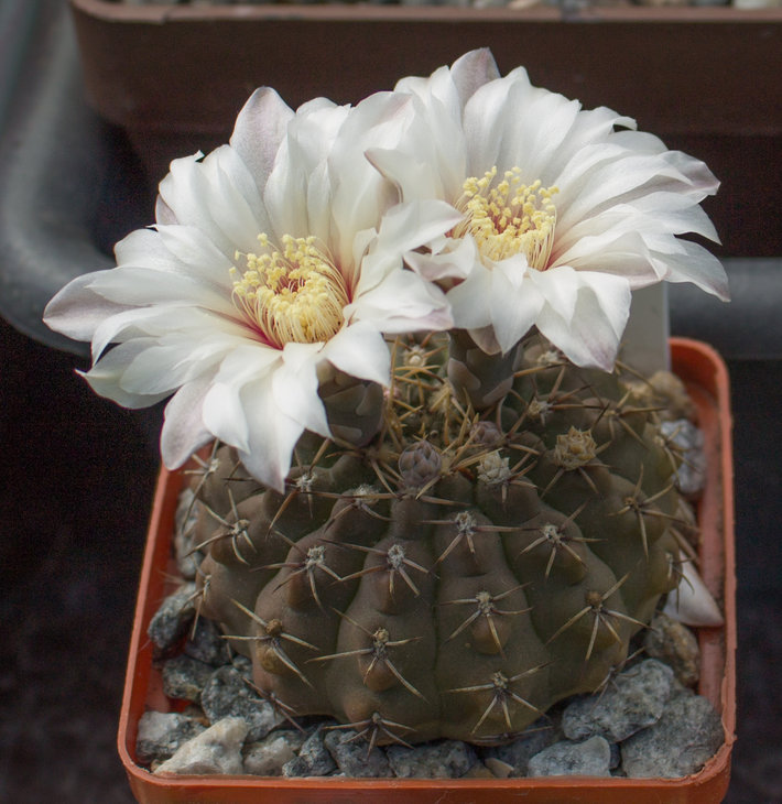G.quehlianum.jpg