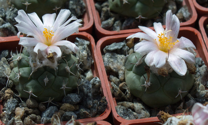 T.lophophoroides_MZ 456_семена Petr Kupcak.jpg
