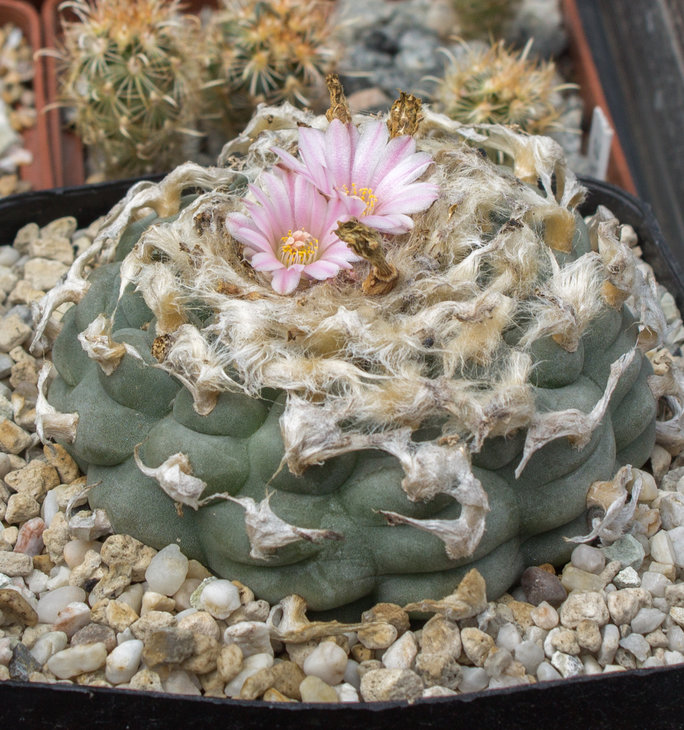 L.williamsii_2