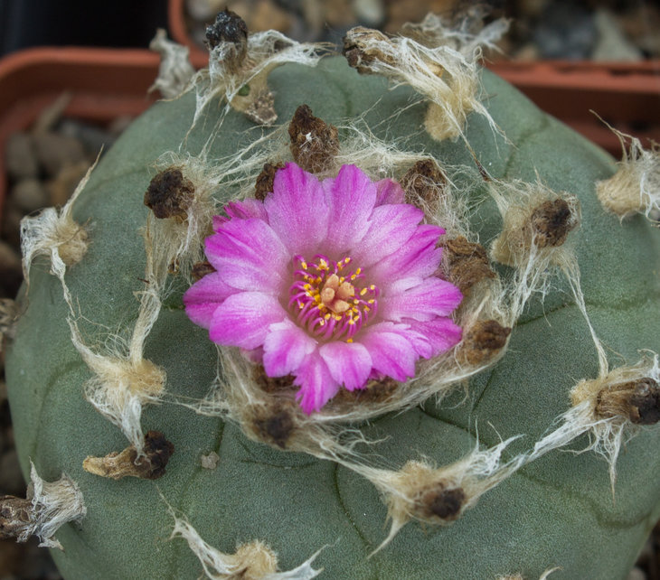 L.jourdaniana_2