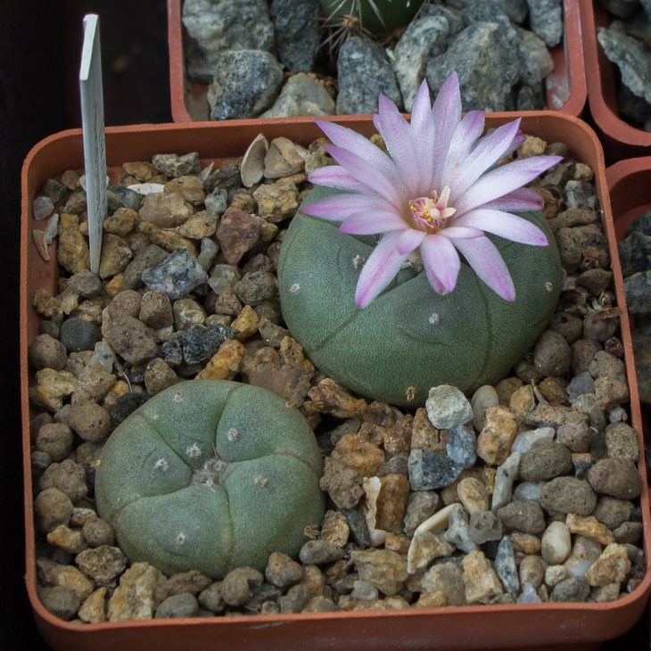 L.jourdaniana