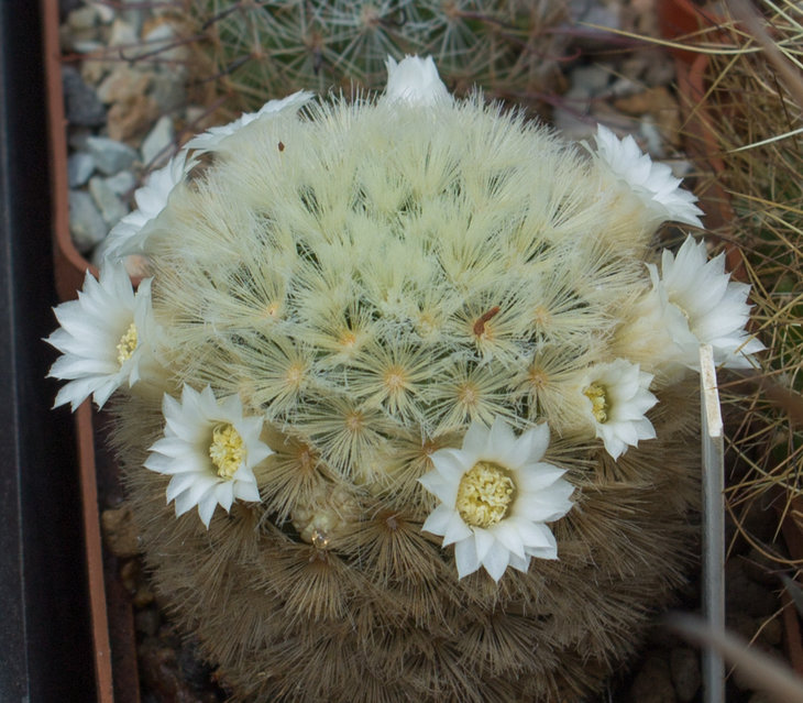 M.carmenae.jpg