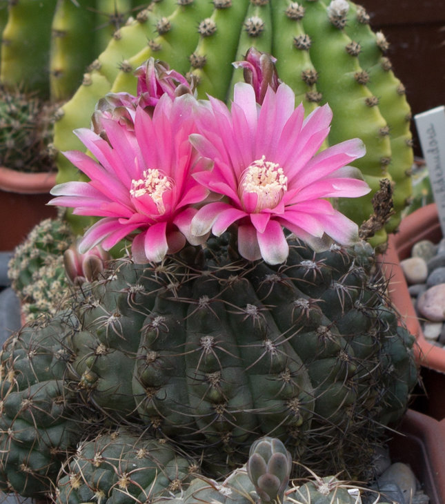G.baldianum.jpg