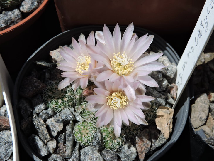 Gymnocalycium bruchii