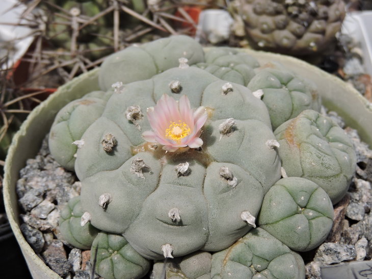 Lophophora williamsii