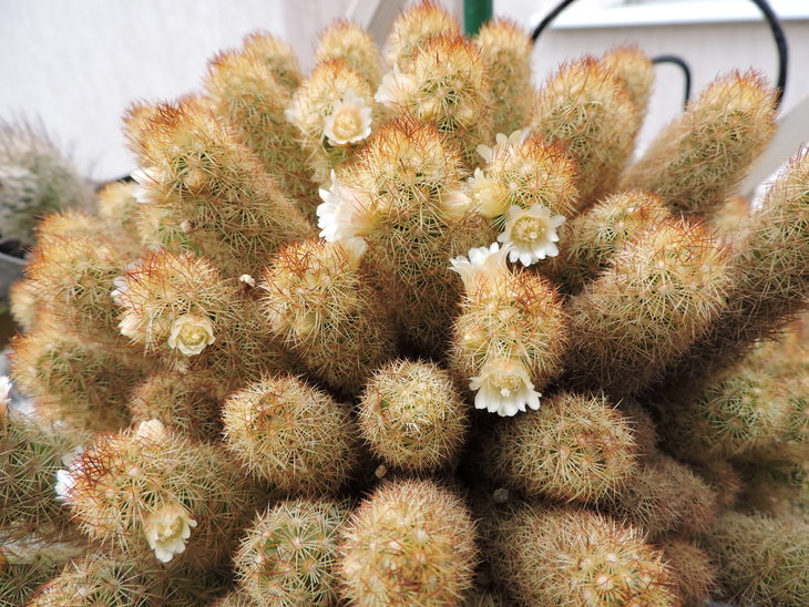 Mammillaria elongata