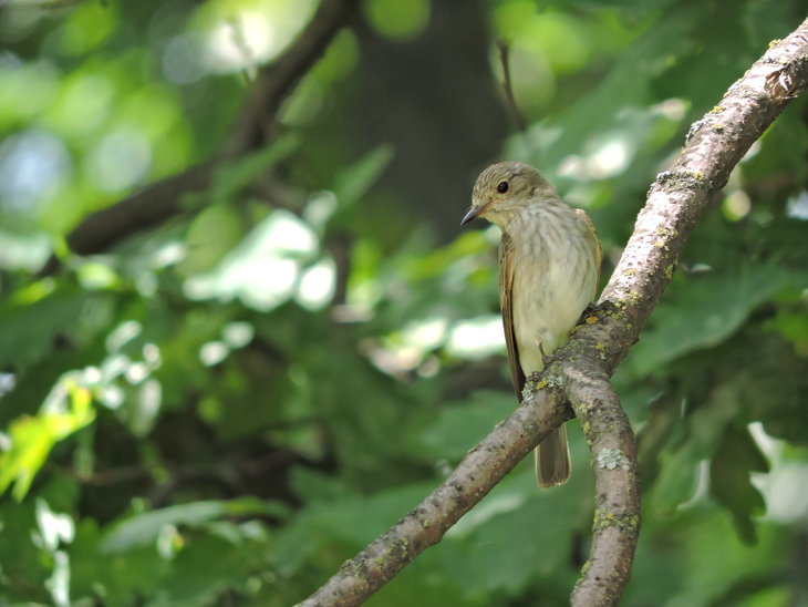 Мухоловка сіра(Muscicapa striata)